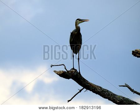 Heron on tree branch, Regular fishing bird on family pond.