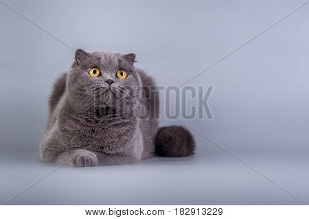 Scottish Fold Kitten Blue Color