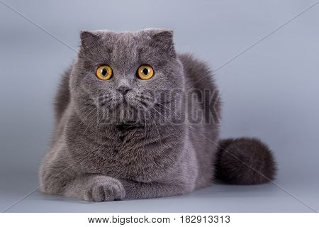 Scottish Fold Kitten Blue Color