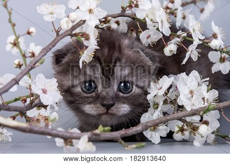 Scottish Fold Kitten Blue Color