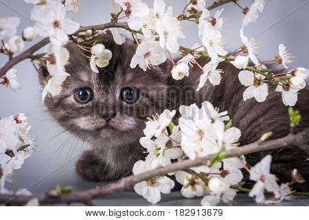 Scottish Fold Kitten Blue Color