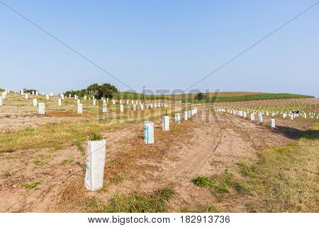 Young Fruit Trees Plantation