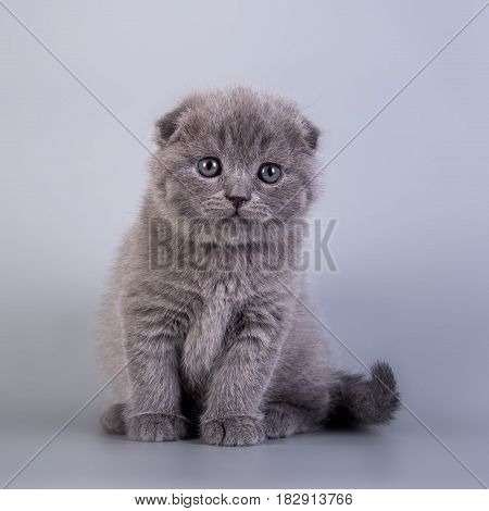 Scottish Fold Kitten Blue Color