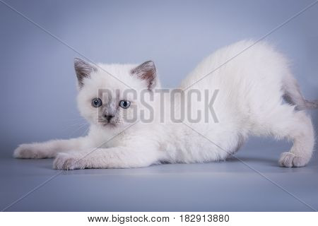 Scottish Fold small cute kitten blue colorpoint white