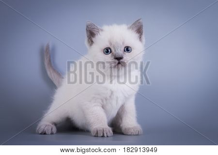Scottish Fold small cute kitten blue colorpoint white