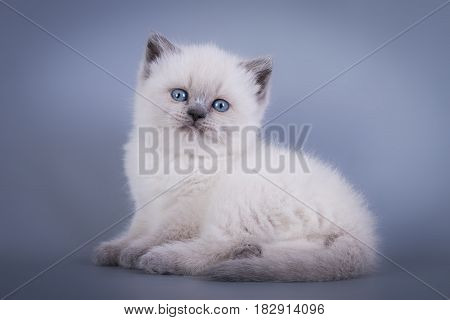 Scottish Fold small cute kitten blue colorpoint white