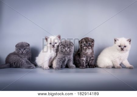 Scottish Fold small cute kitten blue colorpoint white, silver tabby