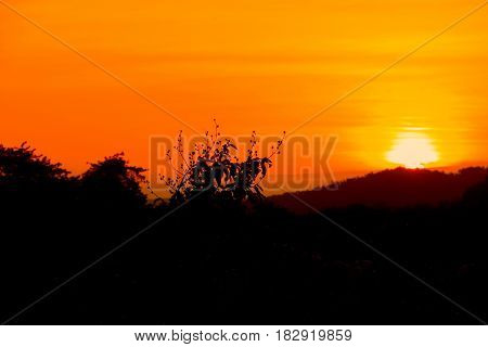 sunset beautiful and silhouette mountain tree colorful landscape in sky twilight time