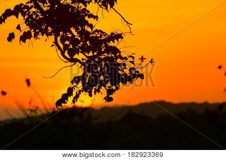 silhouette tree and sunset beautiful colorful landscape in sky twilight time