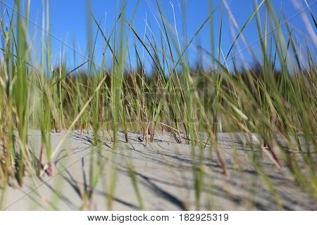 northern sea dunes with gras, sandy coast