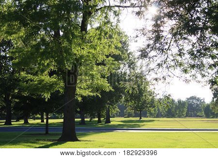 Roadside park with gorgeous sun-filled lawn and trees