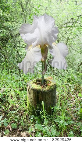 White iris growing from inside tree stump in park