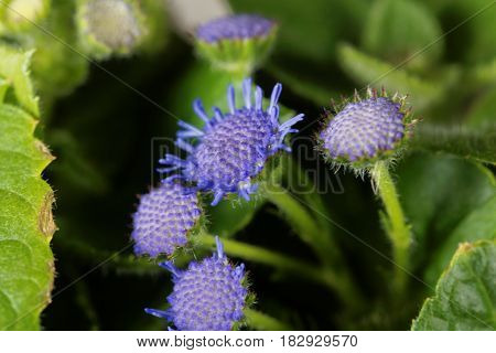 Flowers of a Blue Weed (Ageratum houstonianum) from Mexico.