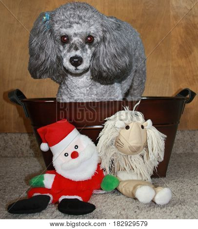 Silver poodle in bronze bucket showcasing favorite toys
