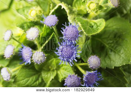 Flowers of a Blue Weed (Ageratum houstonianum) from Mexico.