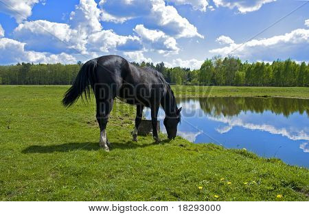 Beautiful spring view of the wood with a horse drinking water