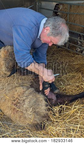 Farming caring for sheep by cleaning their hooves