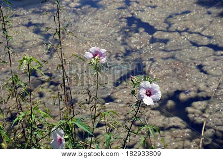 A Halberd-leaved rose mallow (Hibiscus laevis) blooms on the edge of a small lake in Joliet, Illinois during August.