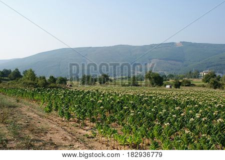 Tobacco plants on a farm field. Agricultural