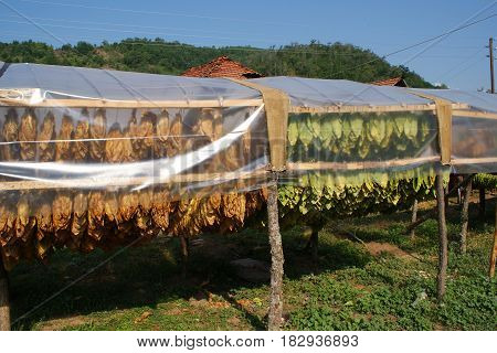 Traditional way of tobacco drying in tent rural area