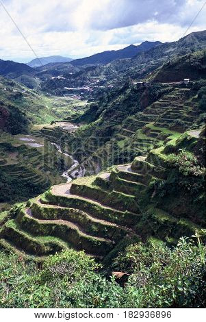 Rice is cultivated in the ancient  rice terraces, carved into the mountains, near the city of Banaue, Ifugao Province, in the Philippines.