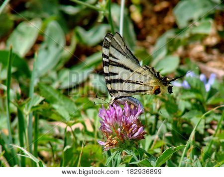 Beautiful butterfly Machaon (lat. Papilio machaon) on the clover flower. Summer, nature, meadow. Closeup. Low DOF photography.