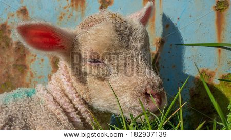 baby lamb lying in fresh grass enjoying the sun
