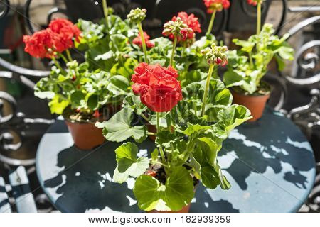Springtime with red geraniums on a Paris balcony
