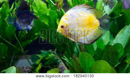 Amazon river basin Discus is most beautiful tropical fresh water fish Cichlid family