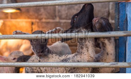 young lambs togeather in organic rural farm waiting for their bottle feed