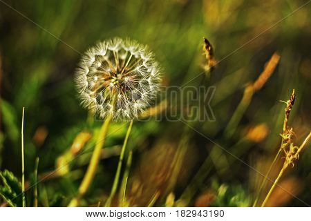 Dandelions summer flowers nature scene white dandelion in green grass.
