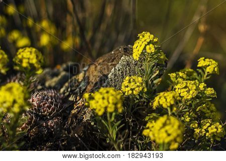 Summer. Meadow. Yellow flowers on the stones.