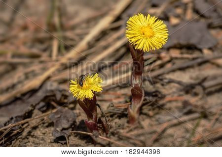 Floral background with the first spring yellow flowers of the mother-and-stepmother in the dry grass closeup