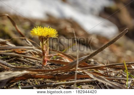 Floral background with the first spring yellow flowers of the mother-and-stepmother in the dry grass closeup