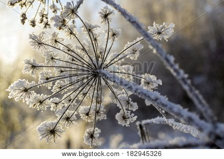 Frozen flower covered with frosty rime. Winter floral background plants in snow. A detailed image of a frozen plant. 