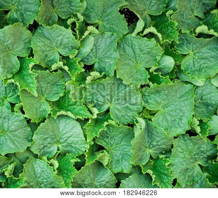 cucumber plant texture green leaves texture. sprout background.