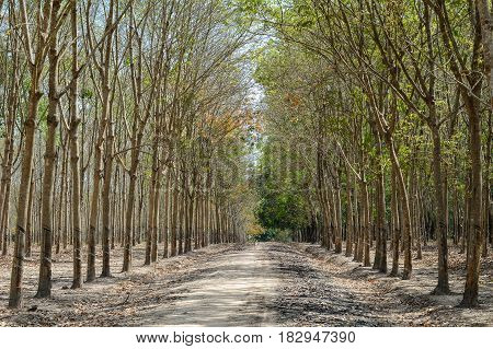 Rubber Tree Forest At Sunny Day