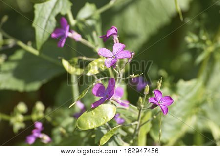 detail of lunaria's flower in a maedow
