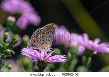 Butterfly of aricia agestis collects nectar on a bud of Astra Verghinas