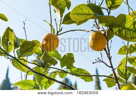 Fresh Lemons On Tree In Garden