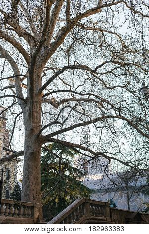 Sycamore Tree On Embankment In Verona City