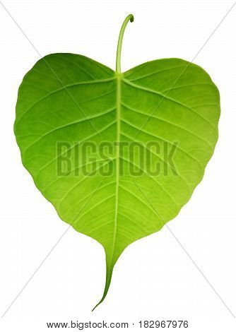 Green bothi leaf (Pho leaf bo leaf) isolated on white background.