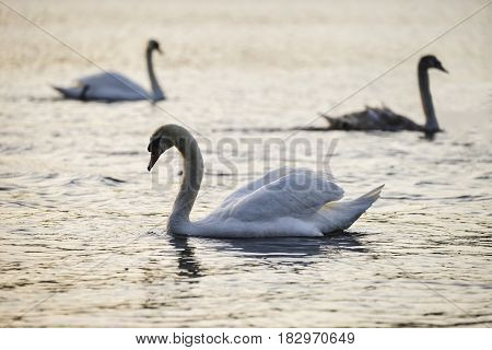 Beautiful Bevy Of Mute Swans In Spring Dawn Sunlight On Lake
