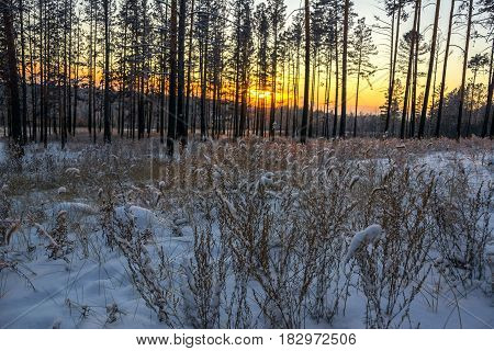 Beautiful winter sunset with trees in the snow pine forest winter