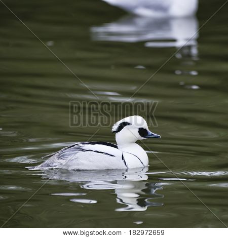 Beautiful Portrait Of Smew Duck Bird Megellus Albellus On Water In Spring