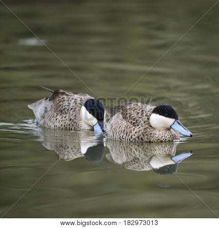 Beautiful Portrait Of Puna Teal Anas Puna Duck Bird On Water In Spring
