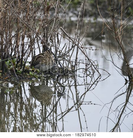 Snipe Birds Well Camouflaged Hiding In Grass On Lake Gallinago Galinago In Spring