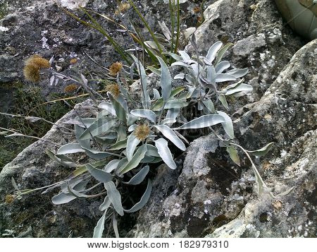 Flower in National Historical and Archaeological Reserve 