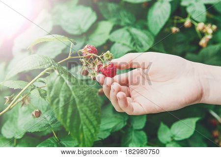 Child's hand gather raspberries on a bush. Closeup of raspberry cane. Summer garden in village. Growing berries harvest at farm