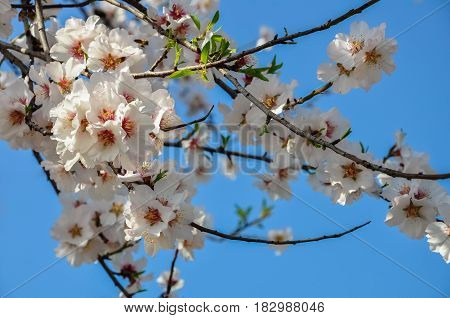 A blooming branch of almond tree in spring. photo of blossoming tree brunch with white and pink flowers on blue sky background. blossoming tree of an apple-tree. spring season